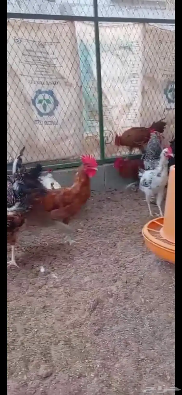 ديوك بلدي وفيومي 5