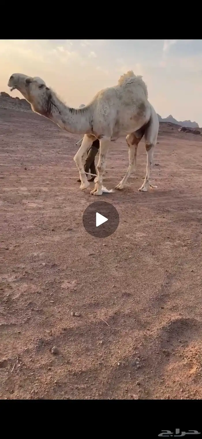 للبيع البعير الاوضح الكفوو 0