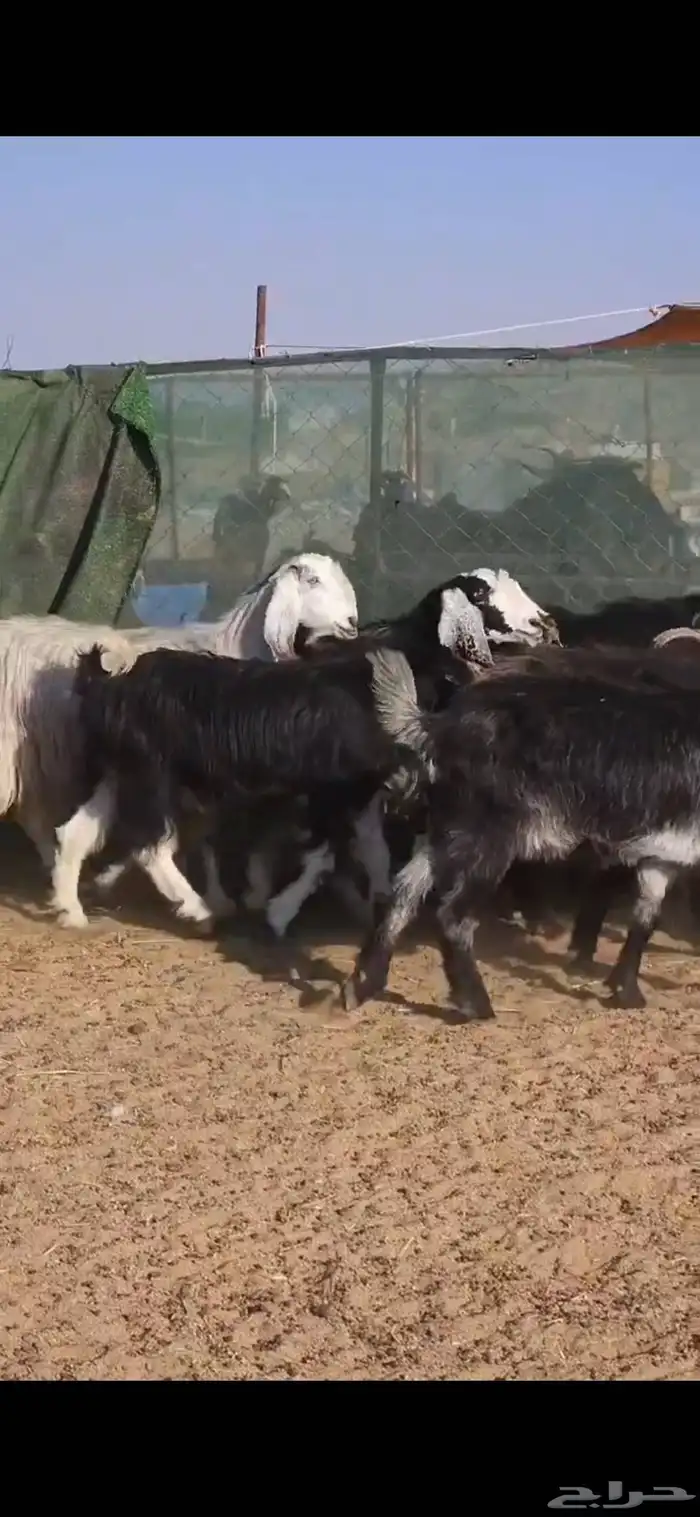 بسم الله ماشاء الله معزا جروم كايفه العدد16بفحل دفيع واغلبه 1