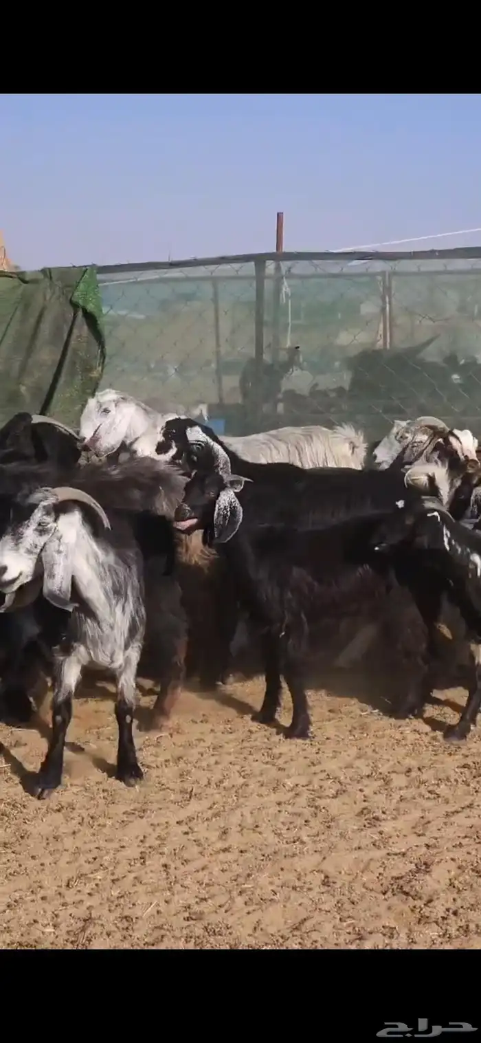 بسم الله ماشاء الله معزا جروم كايفه العدد16بفحل دفيع واغلبه 7