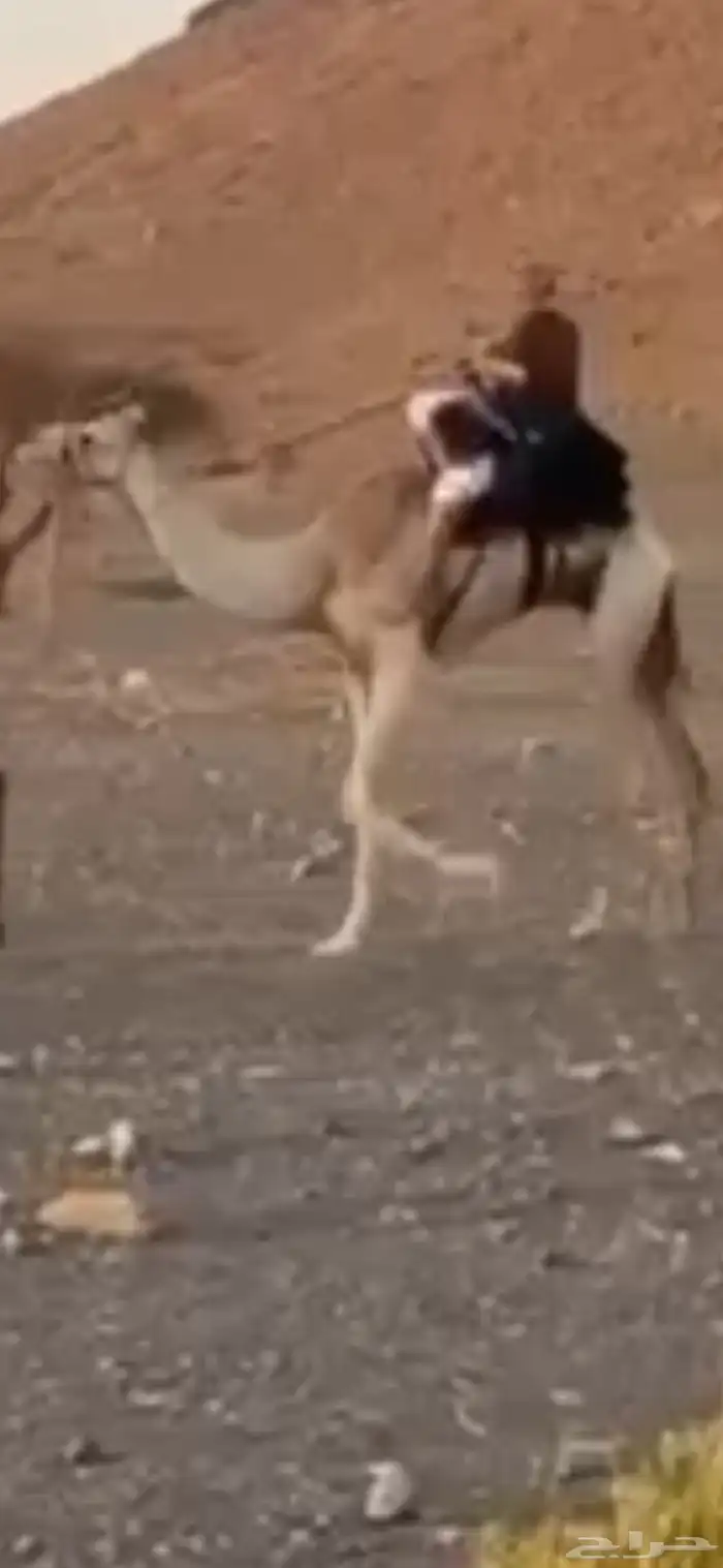 للبيع ركبي طابع للشدد جذع 1