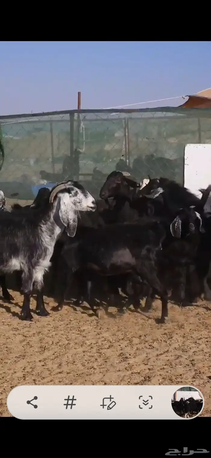 بسم الله ماشاء الله معزا جروم كايفه العدد16بفحل دفيع واغلبه 8