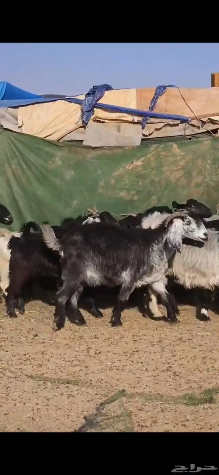 بسم الله ماشاء الله معزا جروم كايفه العدد16بفحل دفيع واغلبه 9