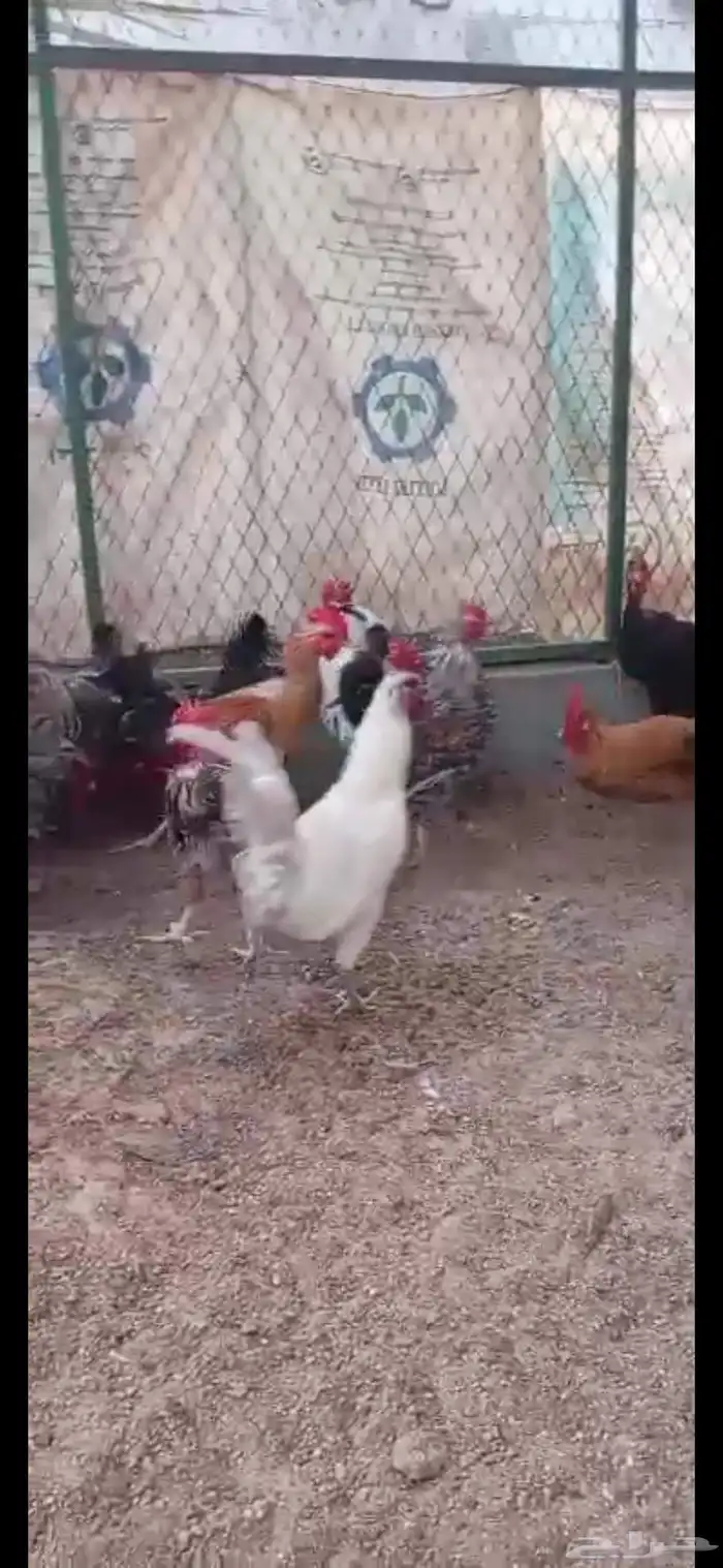 ديوك بلدي وفيومي 3