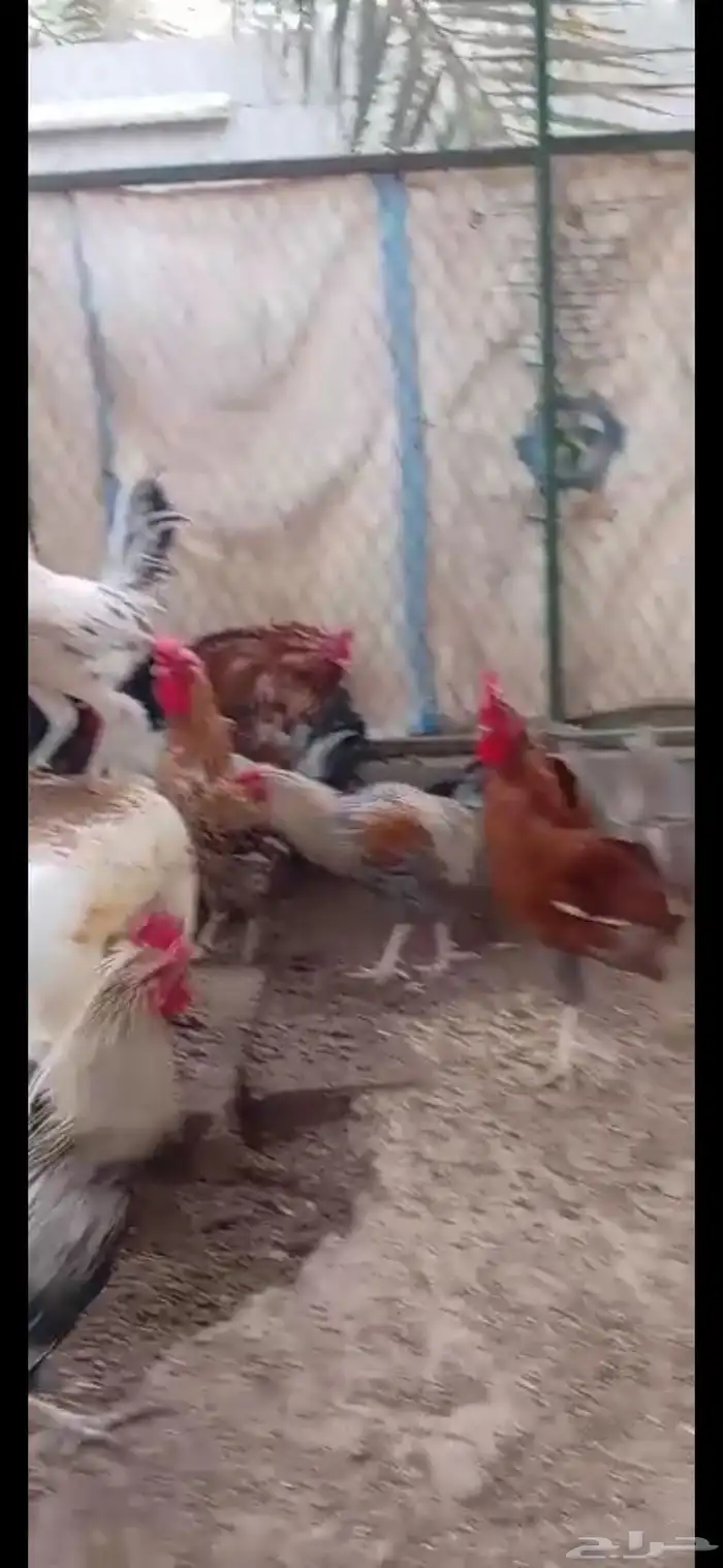 ديوك بلدي وفيومي 4