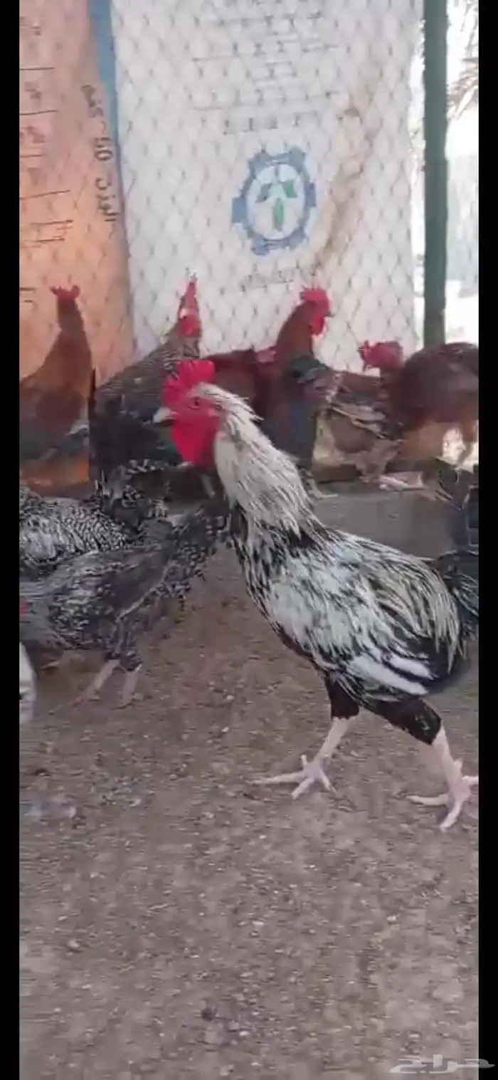 ديوك بلدي وفيومي 2