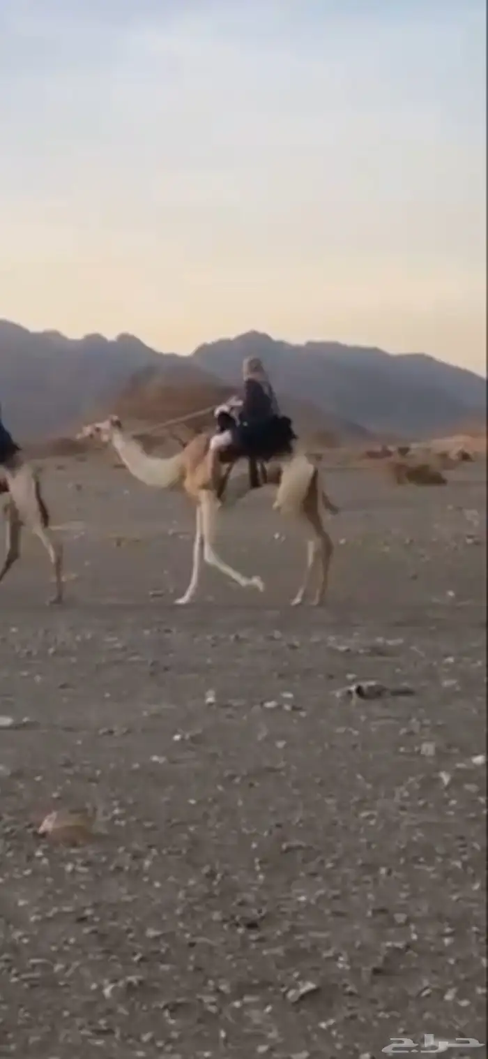 للبيع ركبي طابع للشدد جذع 0