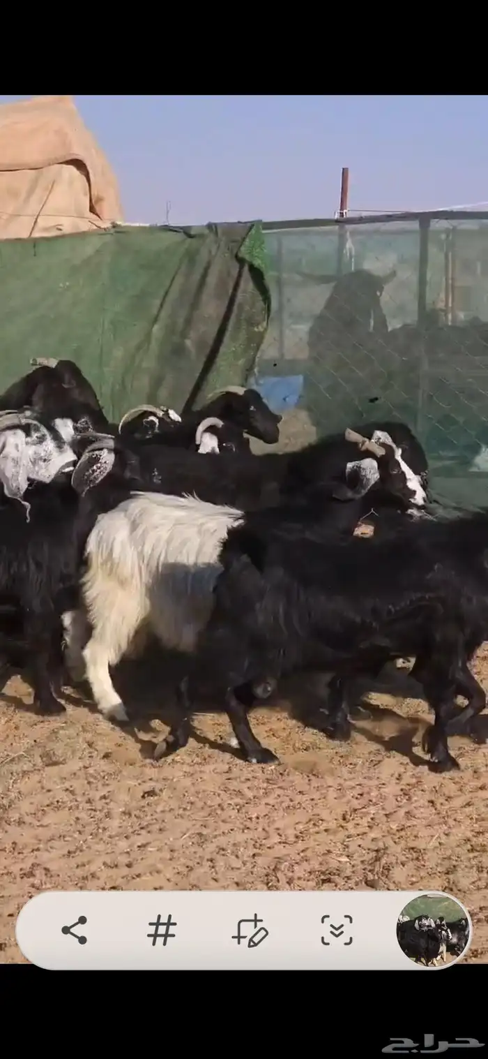 بسم الله ماشاء الله معزا جروم كايفه العدد16بفحل دفيع واغلبه 5