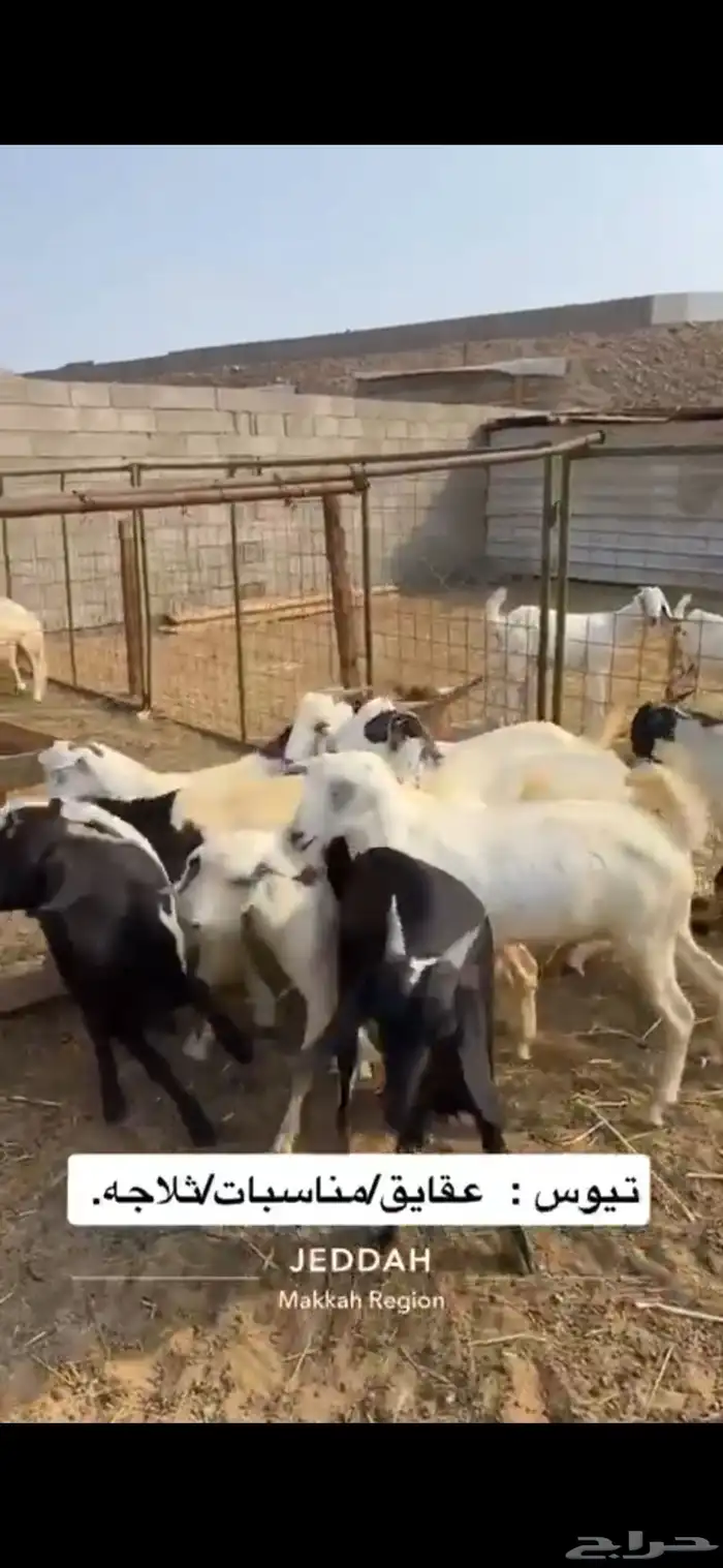 تيوس جنوبيه بلدي شرط 2