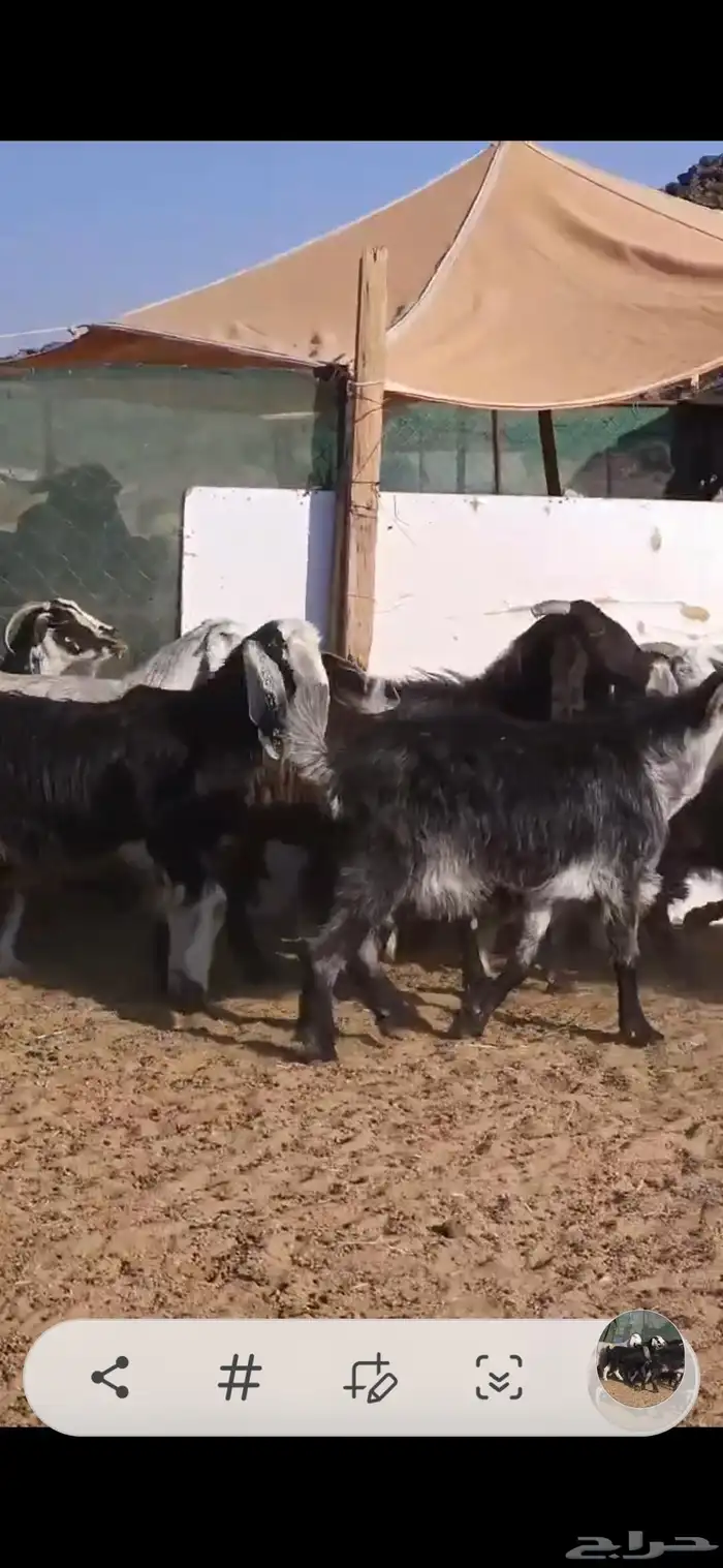 بسم الله ماشاء الله معزا جروم كايفه العدد16بفحل دفيع واغلبه 0