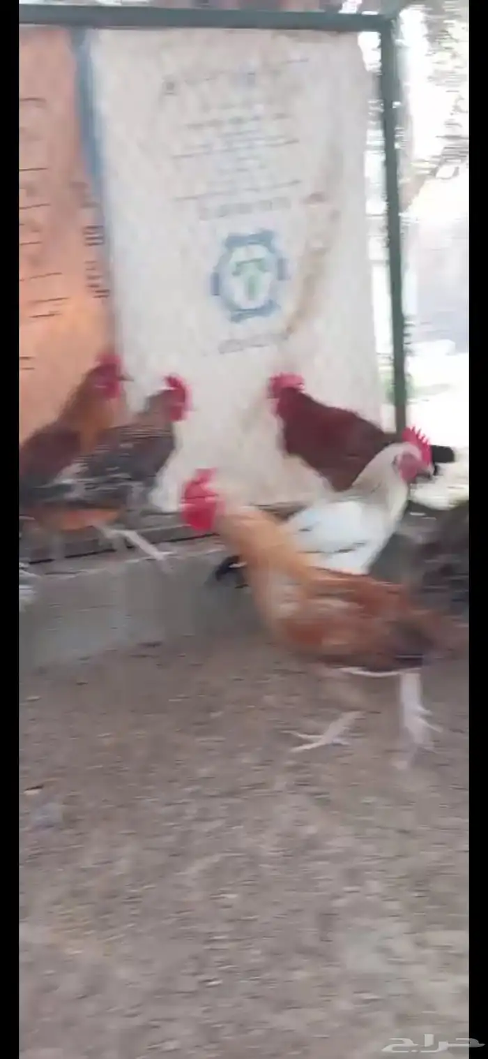 ديوك بلدي وفيومي 6