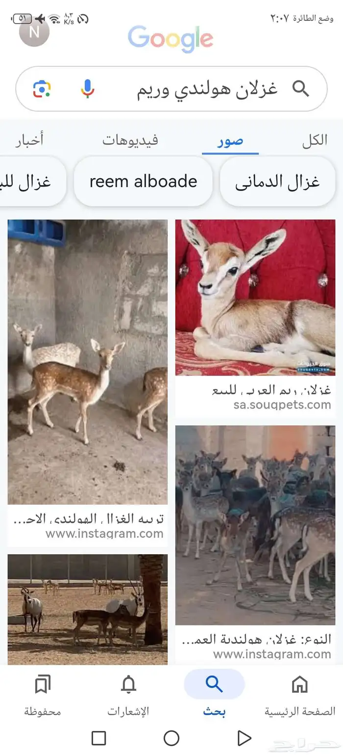 مطلوب غزلان ريم او هولندي معها تصريح الخرج الرياض 1