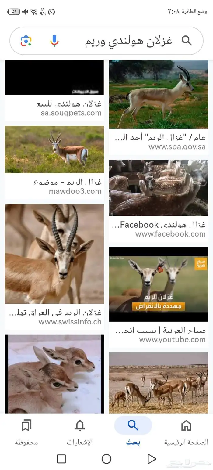 مطلوب غزلان ريم او هولندي معها تصريح الخرج الرياض 3