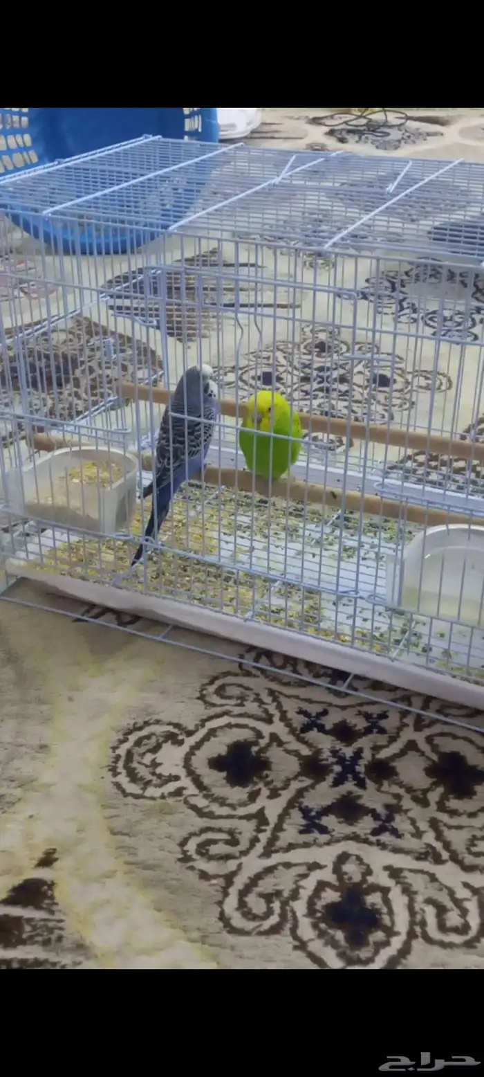 عصافير للبيع ذكر ونثا زوج عرسان سعر البيع 120 ريال 2