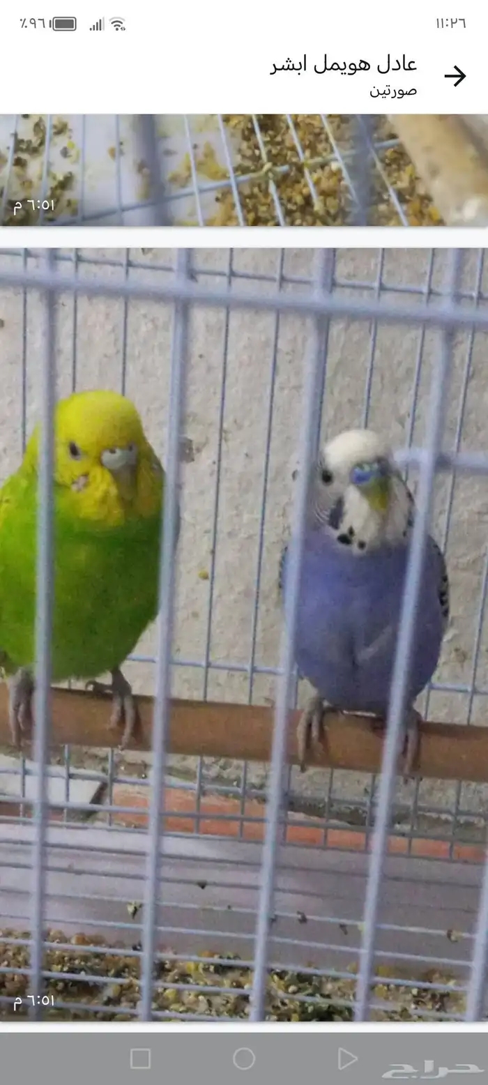 عصافير للبيع ذكر ونثا زوج عرسان سعر البيع 120 ريال 1