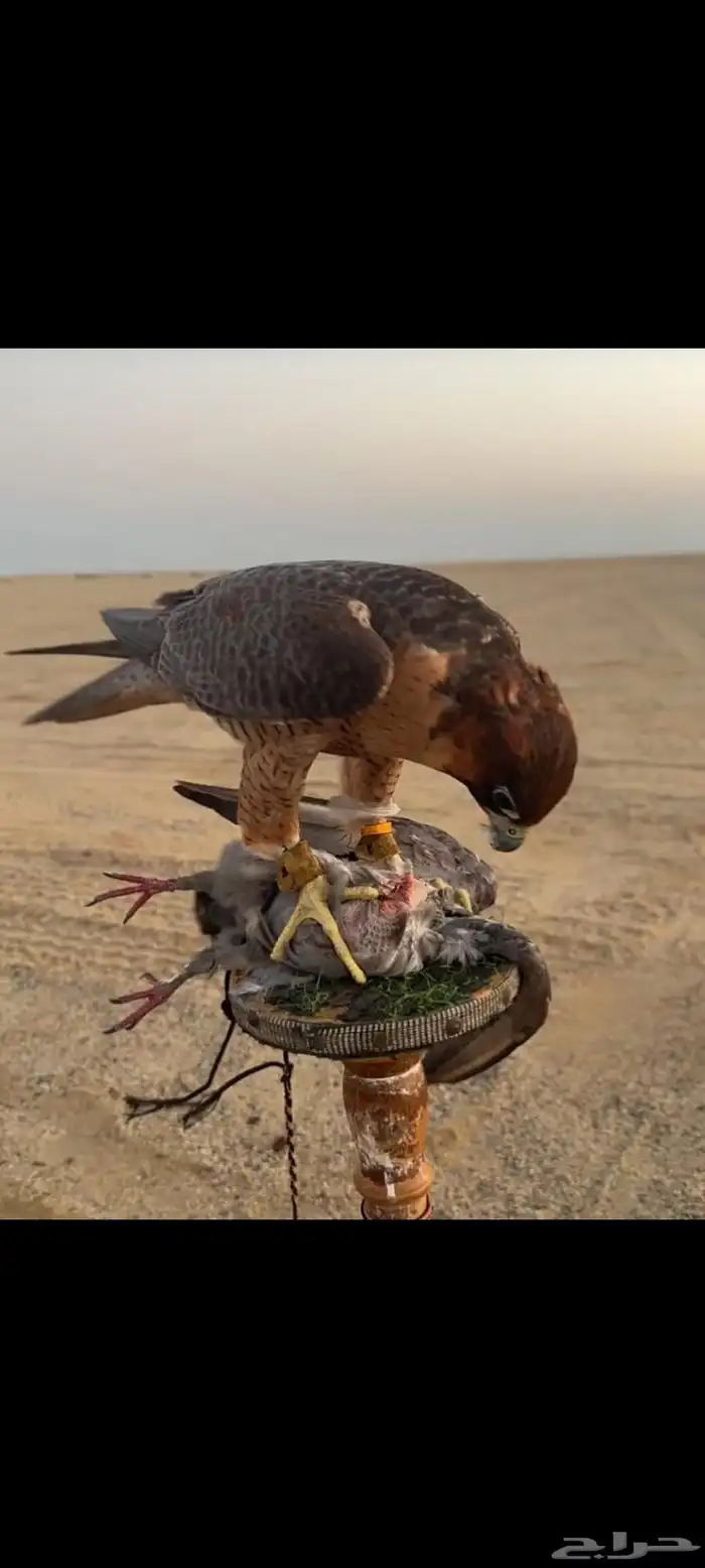 للبيع شيهانه فارسيه بكر مشروطه حمام سلم 4