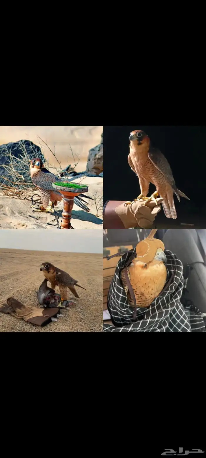 للبيع شيهانه فارسيه بكر مشروطه حمام سلم 2