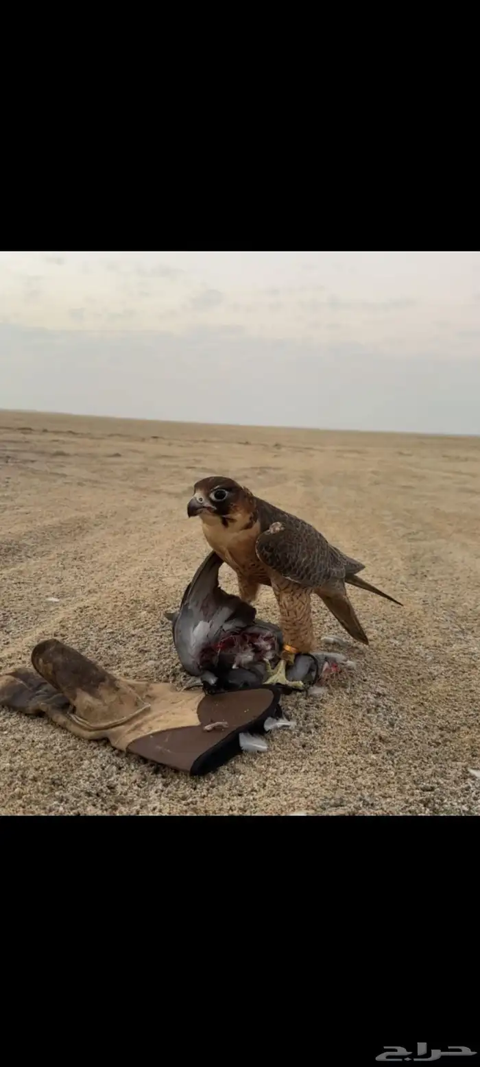 للبيع شيهانه فارسيه بكر مشروطه حمام سلم 3