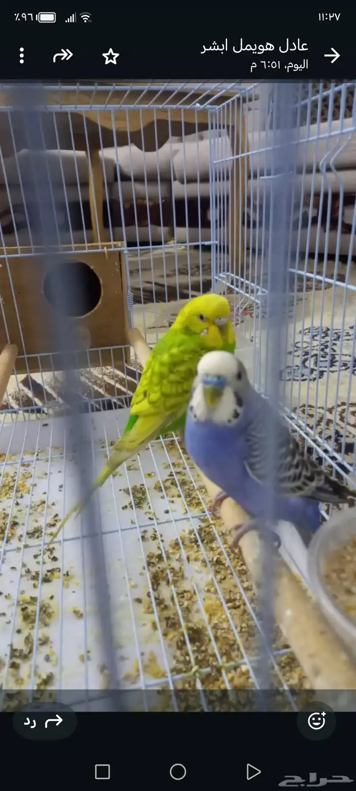 عصافير للبيع ذكر ونثا زوج عرسان سعر البيع 120 ريال 0