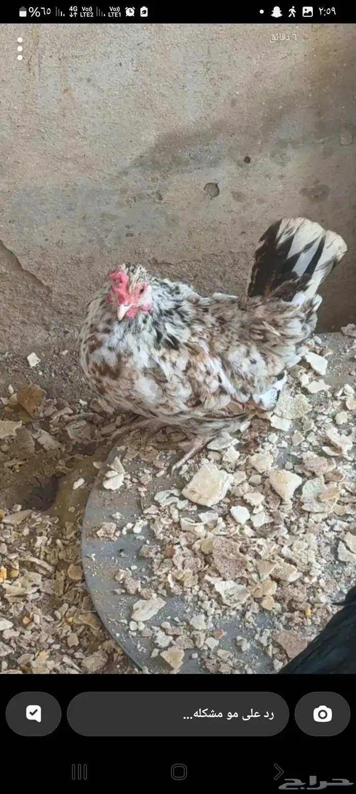 حبتين دجاج 1