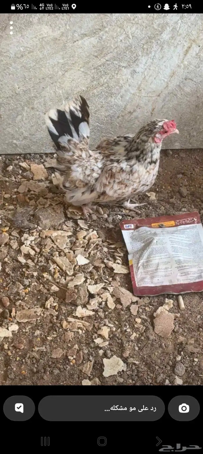 حبتين دجاج 0