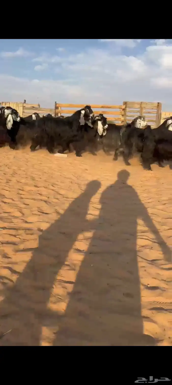 معزا عوارض 0