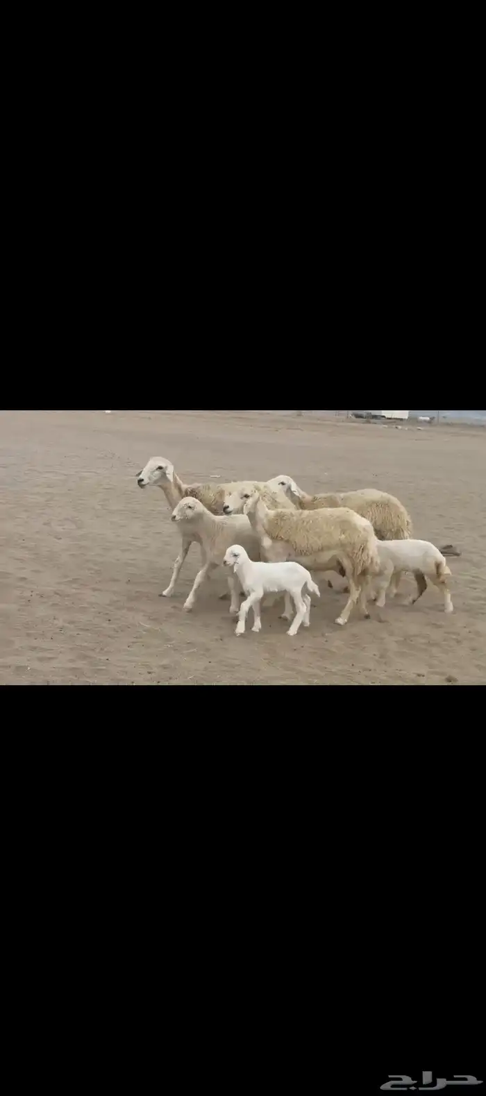 غنم حريات رخال خلفات صنف 0