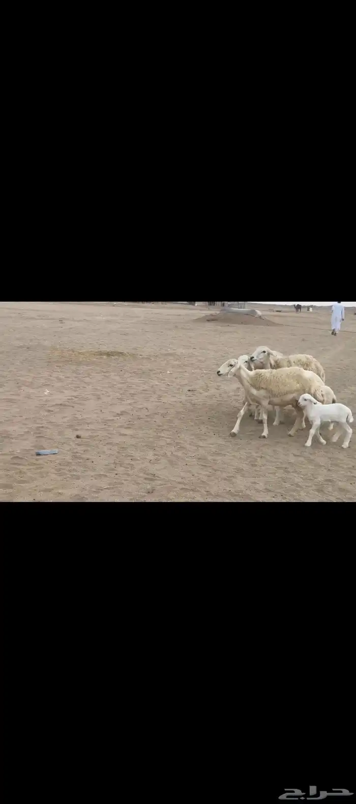 غنم حريات رخال خلفات صنف 7