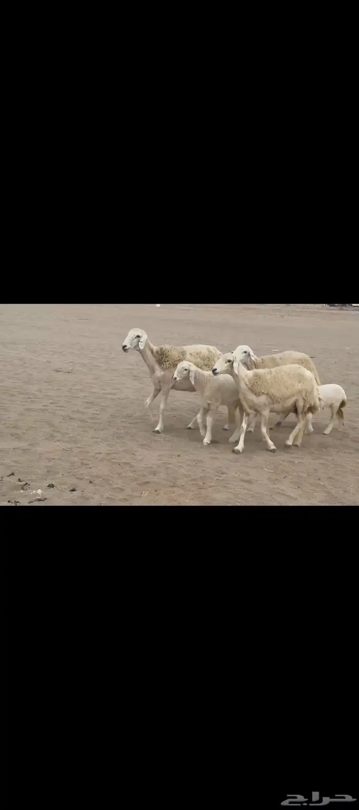 غنم حريات رخال خلفات صنف 2