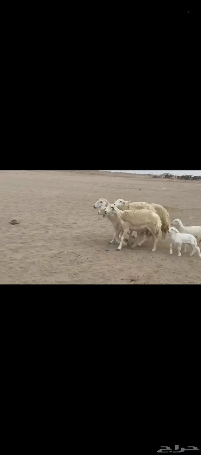 غنم حريات رخال خلفات صنف 4