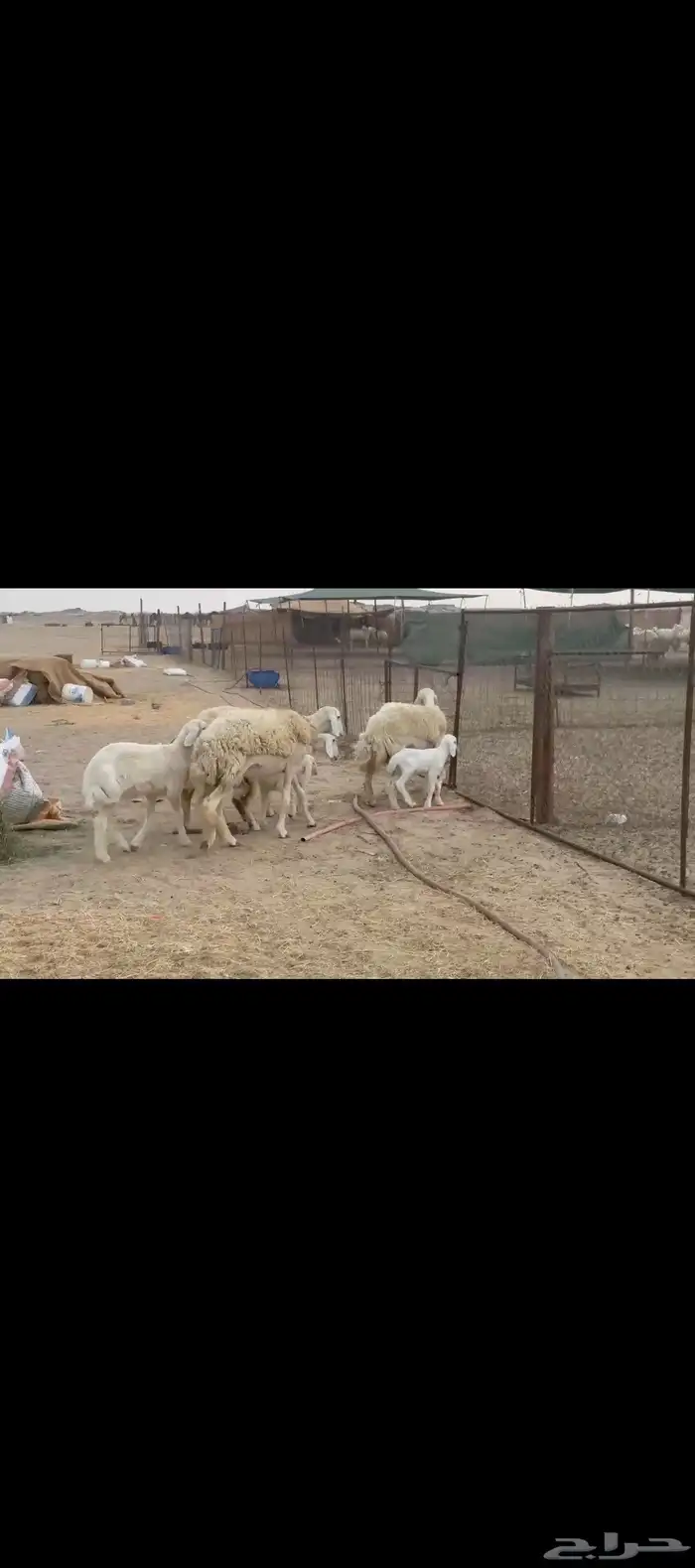 غنم حريات رخال خلفات صنف 8