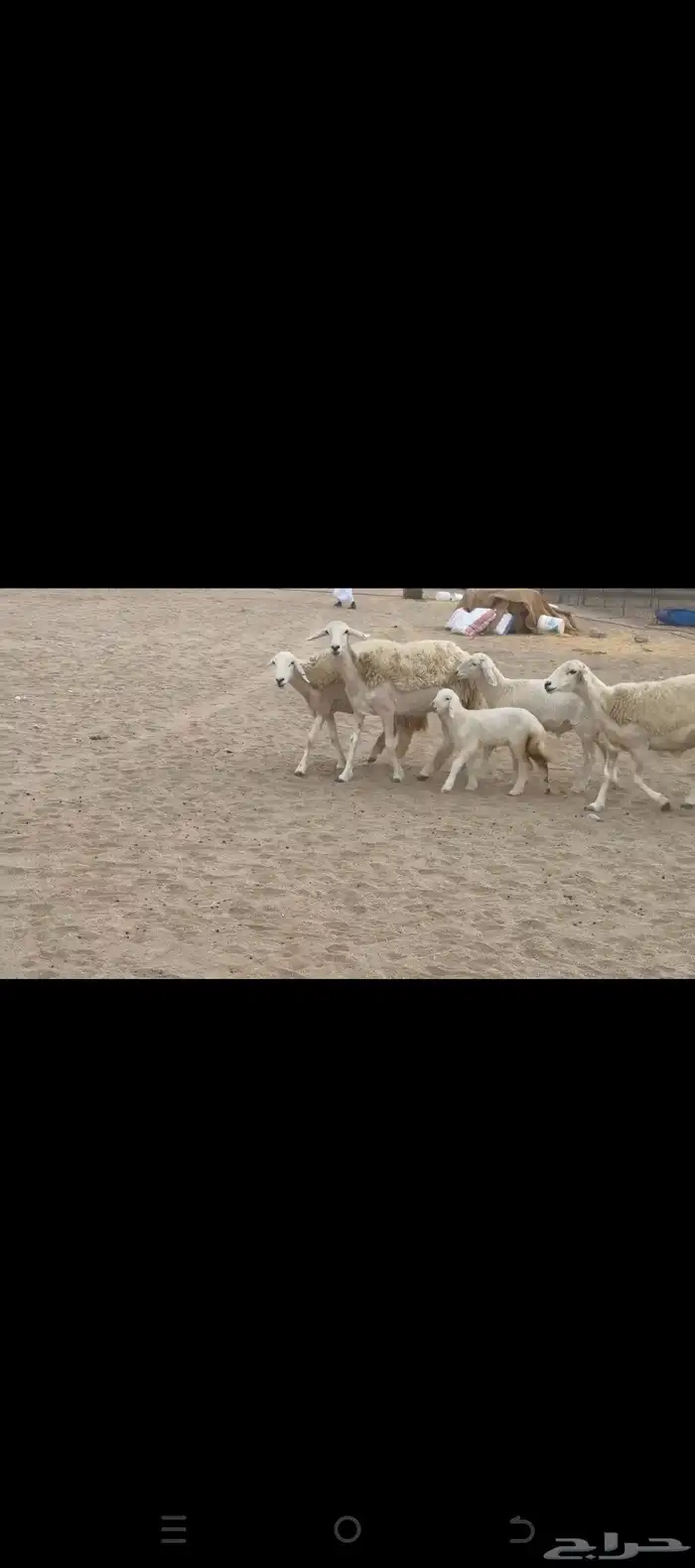 غنم حريات رخال خلفات صنف 6