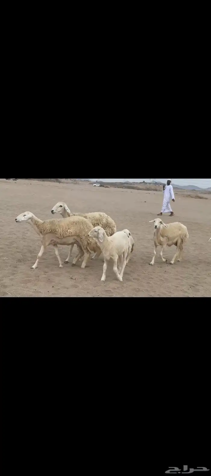 غنم حريات رخال خلفات صنف 1