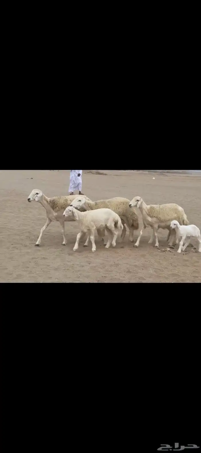 غنم حريات رخال خلفات صنف 3