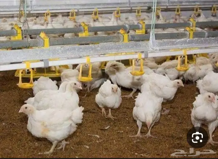 دجاج تسمين للبيع جمله وقطاعى 6000حبه عمر 25يوم اوزان 1300 0