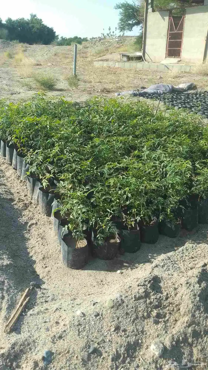 شتلات نيم للبيع 2