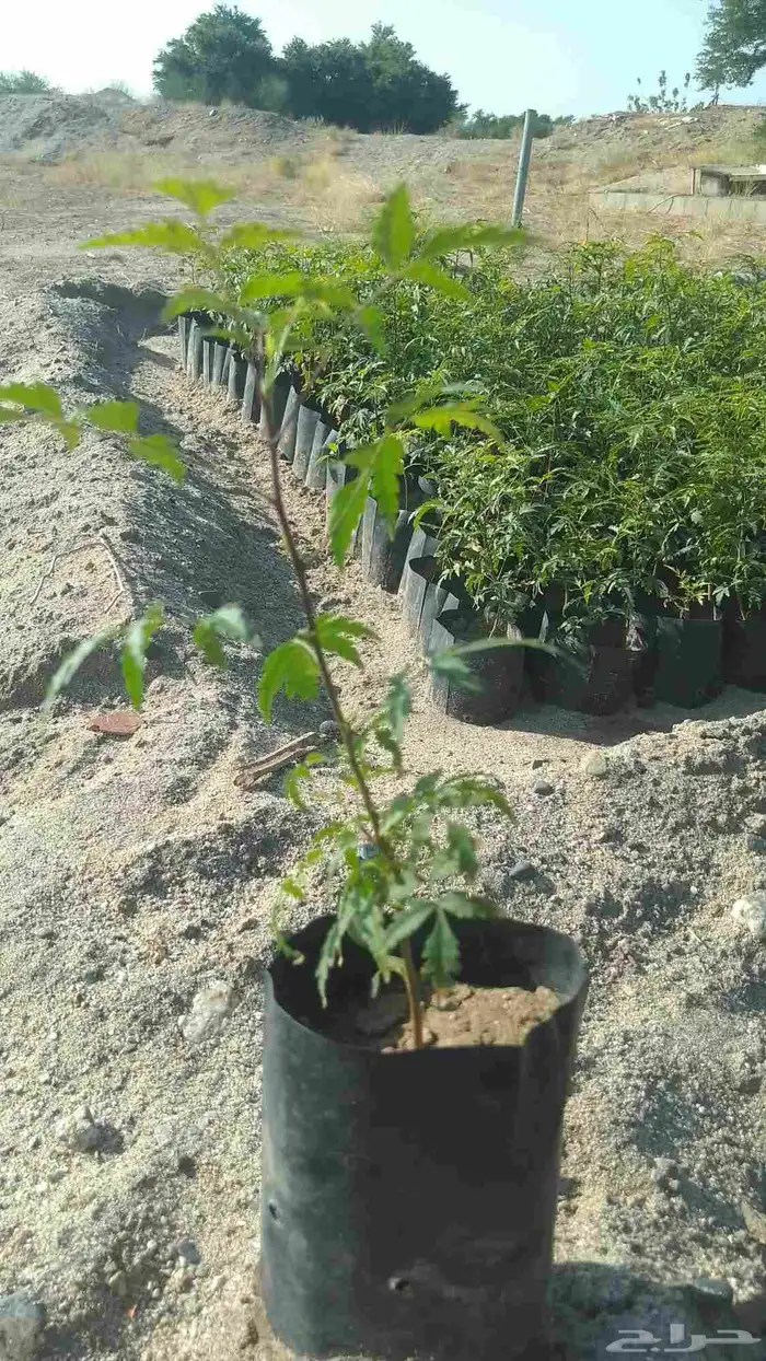 شتلات نيم للبيع 0