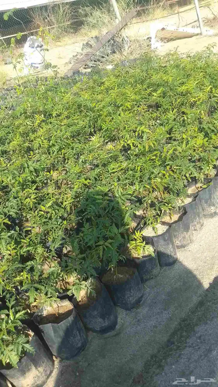 شتلات نيم للبيع 1