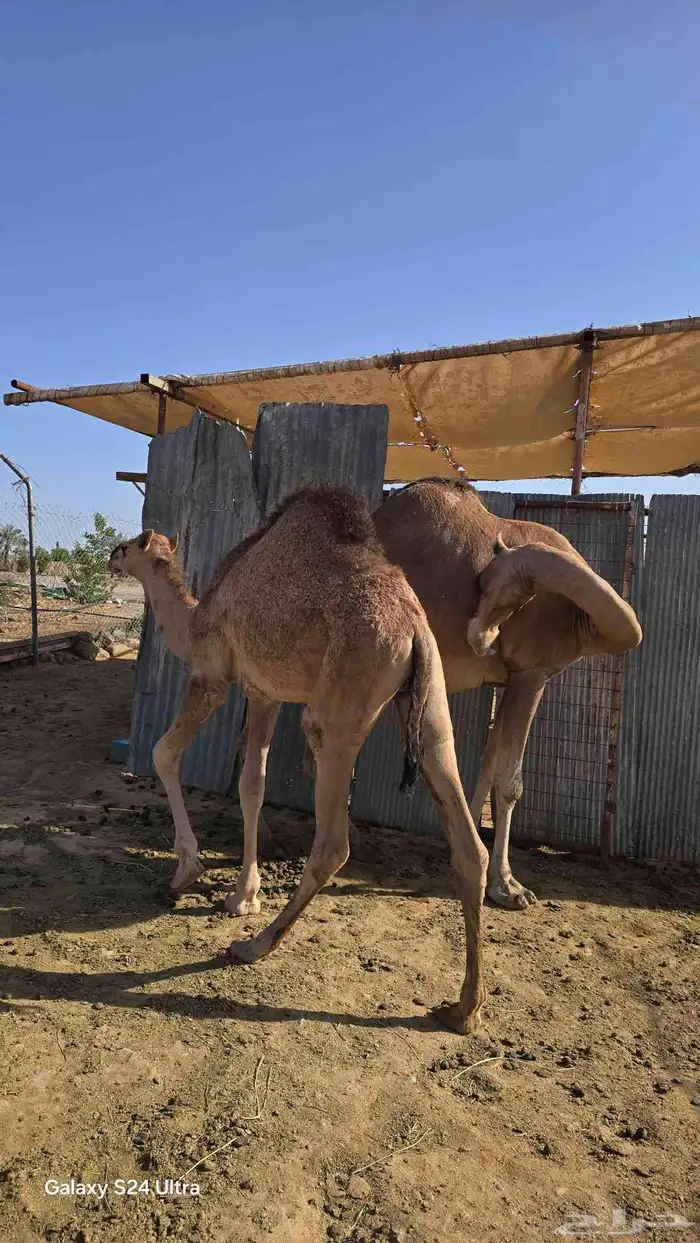 حاشي لباني فاخر ... تم البيع ..الله يبارك للجميع 0