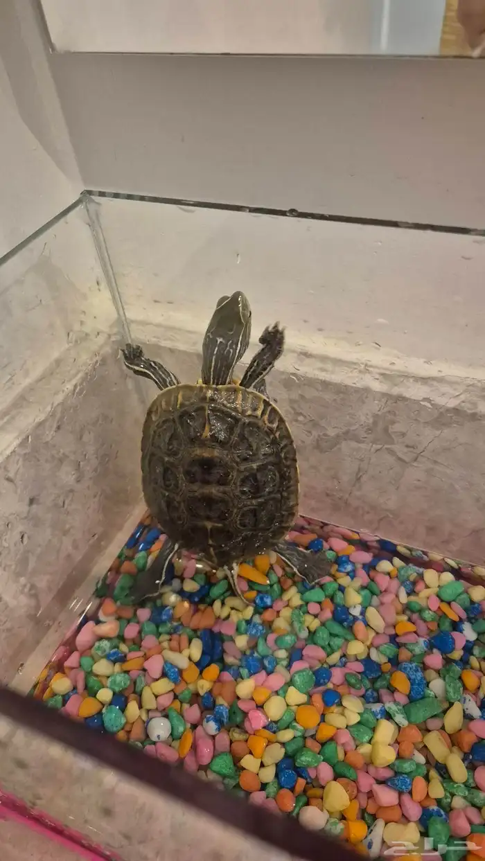 سلحفاة للبيع مع اغراضها 1