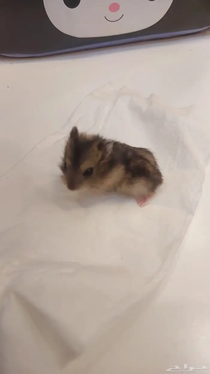 همستر ونتر وايت عمر شهر 3