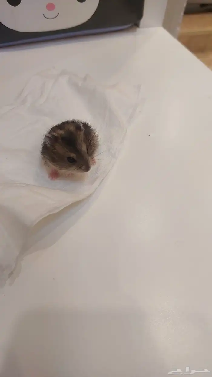 همستر ونتر وايت عمر شهر 5