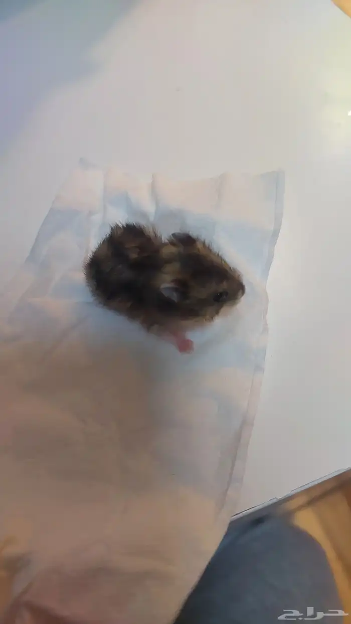 همستر ونتر وايت عمر شهر 1