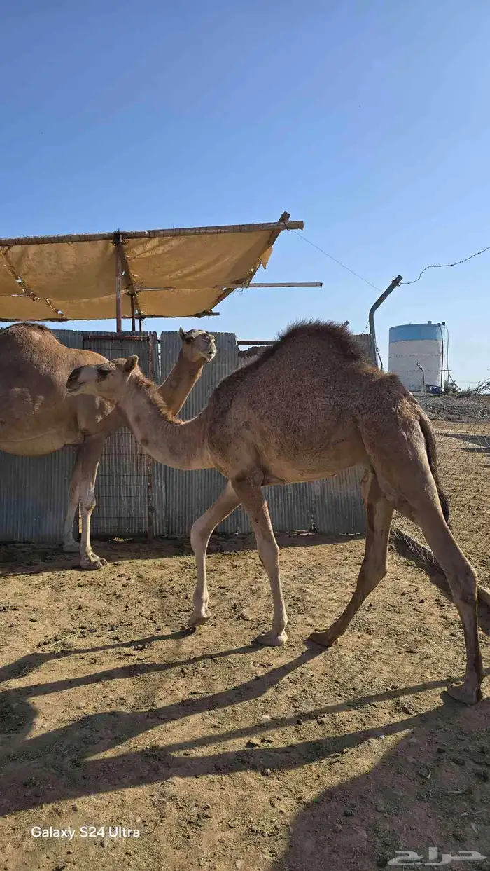 حاشي لباني فاخر ... تم البيع ..الله يبارك للجميع 3