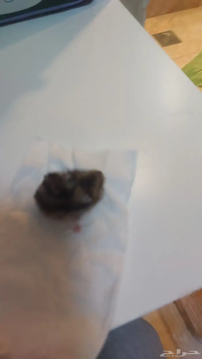 همستر ونتر وايت عمر شهر 0