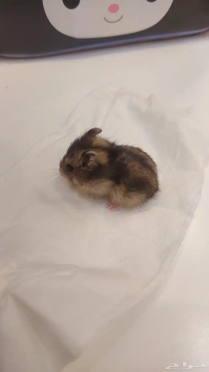 همستر ونتر وايت عمر شهر 4