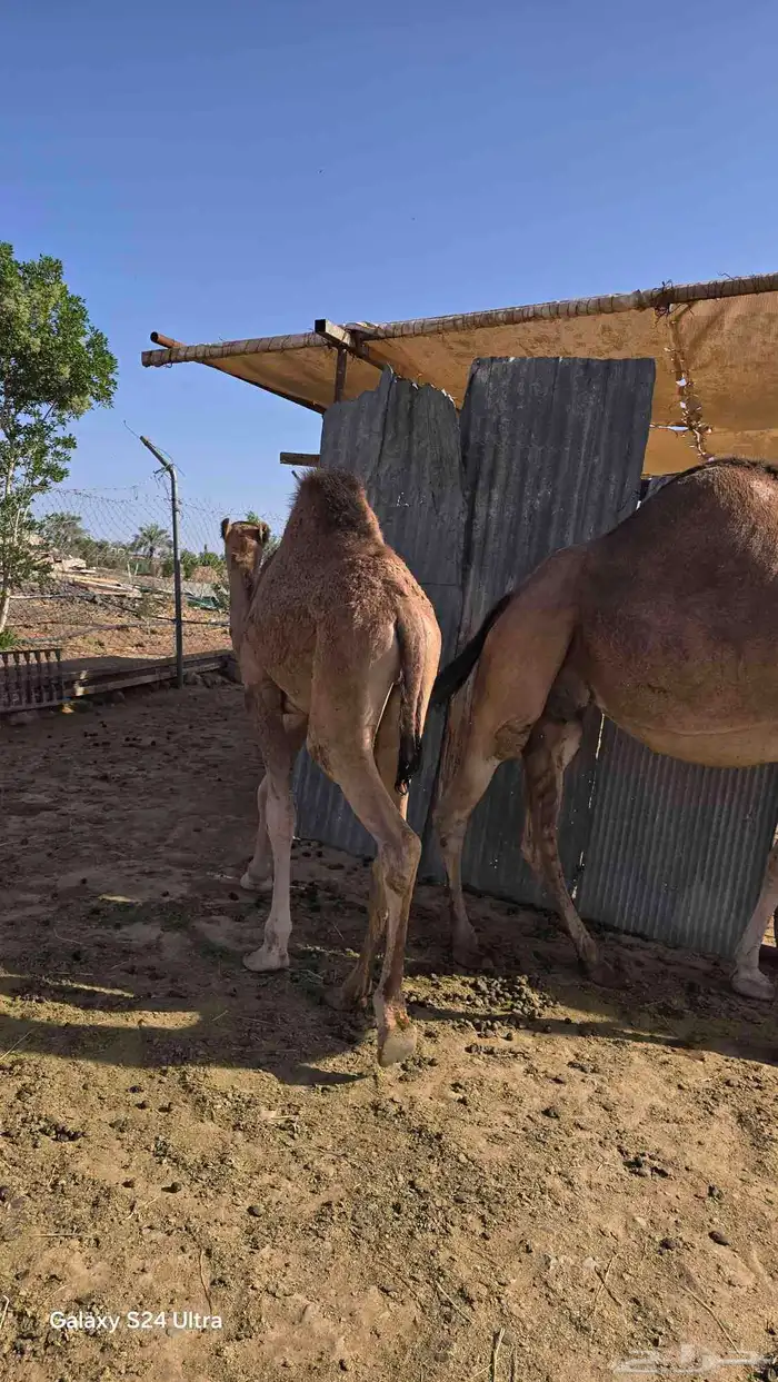 حاشي لباني فاخر ... تم البيع ..الله يبارك للجميع 1