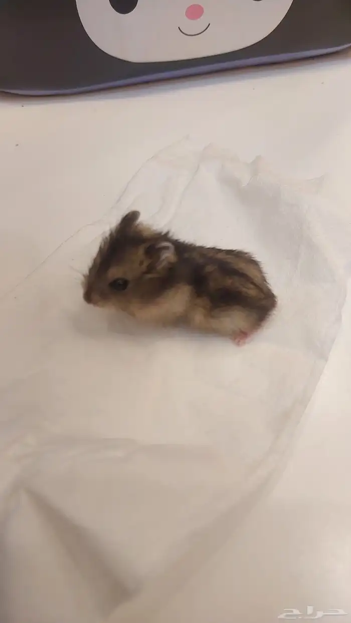 همستر ونتر وايت عمر شهر 2