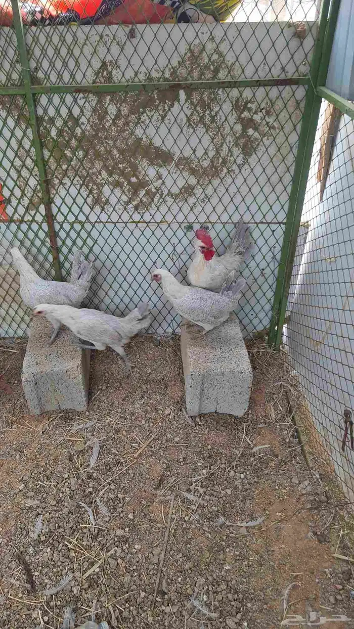 دجاج بشائر اللمنيوم 5