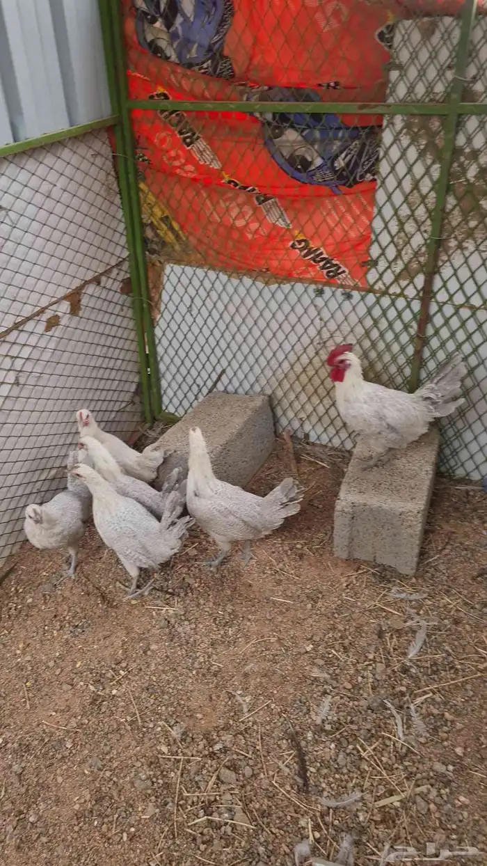 دجاج بشائر اللمنيوم 2